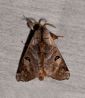 Apatelodes satellitia, La Isla Escondida, Colombia  Apatelodes satellitia,Colombia,Colombia 2018,Colombia South,La Isla Escondida,Putumayo,South America,World