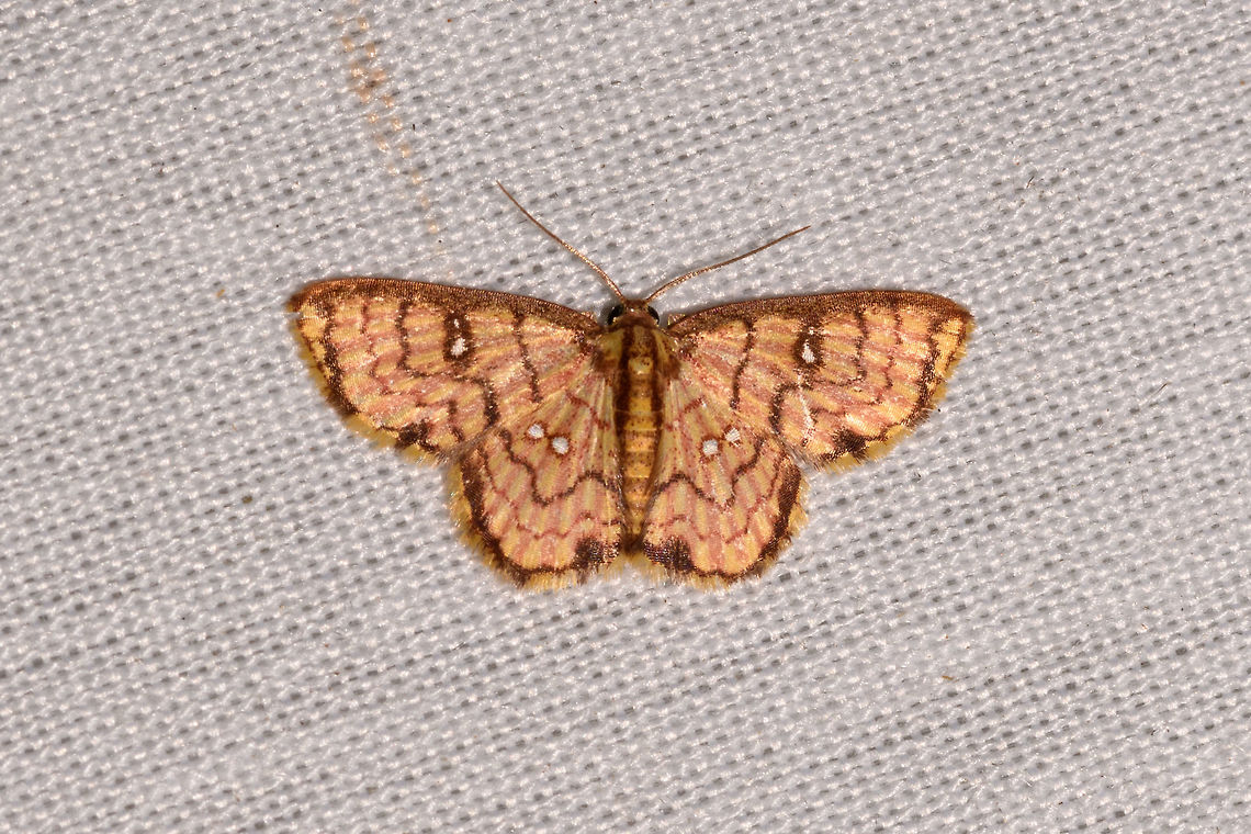 Tricentra gavisata, La Isla Escondida, Colombia  Colombia,Colombia 2018,Colombia South,Fall,Geotagged,La Isla Escondida,Putumayo,South America,Tricentra gavisata,World