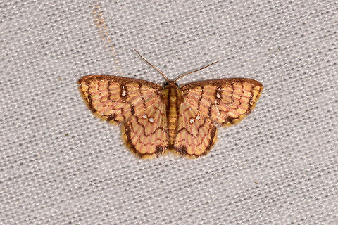 Tricentra gavisata, La Isla Escondida, Colombia  Colombia,Colombia 2018,Colombia South,Fall,Geotagged,La Isla Escondida,Putumayo,South America,Tricentra gavisata,World