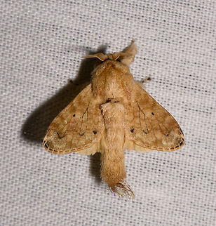 Megalopygidae, La Isla Escondida, Colombia  Colombia,Colombia 2018,Colombia South,Fall,Geotagged,La Isla Escondida,Putumayo,South America,World