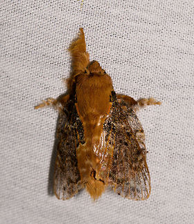 Euglyphis claudia, La Isla Escondida, Colombia  Colombia,Colombia 2018,Colombia South,Euglyphis claudia,Fall,Geotagged,La Isla Escondida,Putumayo,South America,World