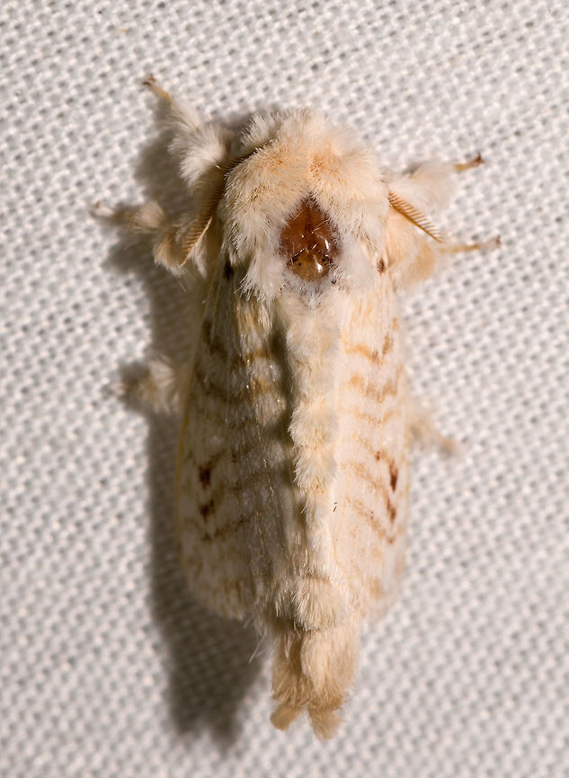 White Lasiocampidae - Lappet Moth, La Isla Escondida, Colombia  Colombia,Colombia 2018,Colombia South,Fall,Geotagged,La Isla Escondida,Putumayo,South America,World