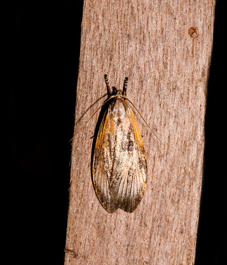 Depressariidae, La Isla Escondida, Colombia  Colombia,Colombia 2018,Colombia South,Fall,Geotagged,La Isla Escondida,Putumayo,South America,World