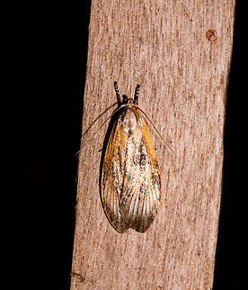 Depressariidae, La Isla Escondida, Colombia  Colombia,Colombia 2018,Colombia South,Fall,Geotagged,La Isla Escondida,Putumayo,South America,World