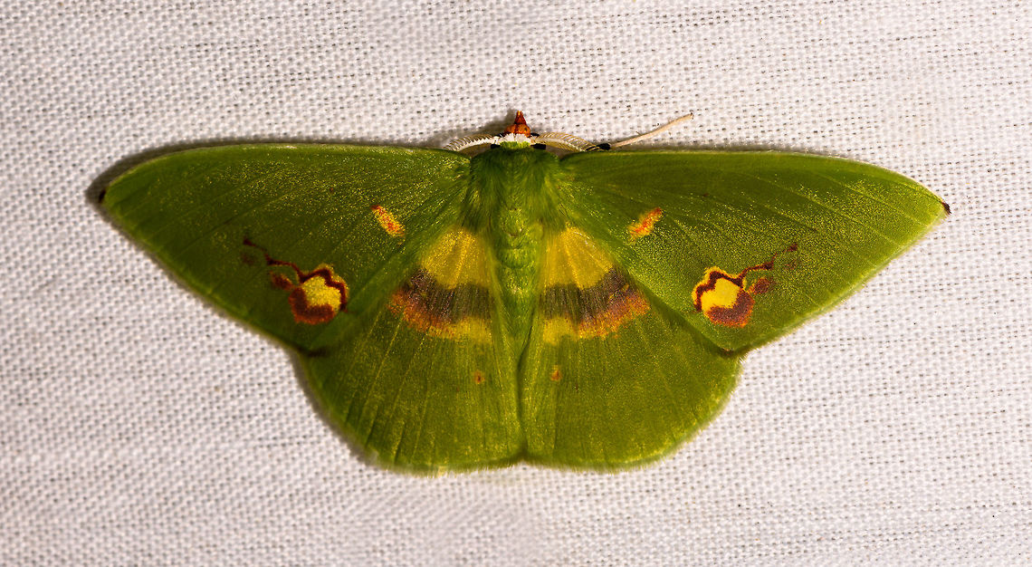 Rhodochlora brunneipalpis, La Isla Escondida, Colombia  Colombia,Colombia 2018,Colombia South,Fall,Geotagged,La Isla Escondida,Putumayo,Rhodochlora brunneipalpis,Rhodochlora exquisita,South America,World