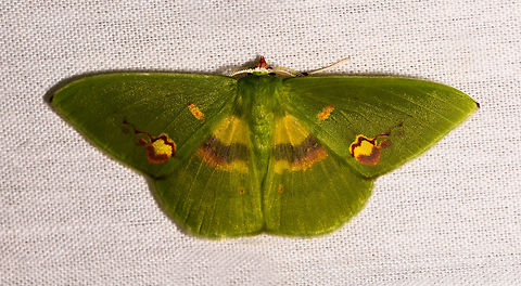 Rhodochlora brunneipalpis, La Isla Escondida, Colombia  Colombia,Colombia 2018,Colombia South,Fall,Geotagged,La Isla Escondida,Putumayo,Rhodochlora brunneipalpis,Rhodochlora exquisita,South America,World