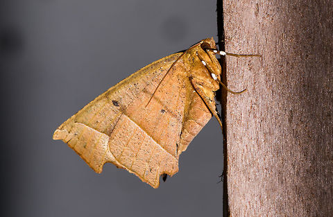 Orange triangle wing moth, La Isla Escondida, Colombia  Colombia,Colombia 2018,Colombia South,Fall,Geotagged,La Isla Escondida,Putumayo,South America,World