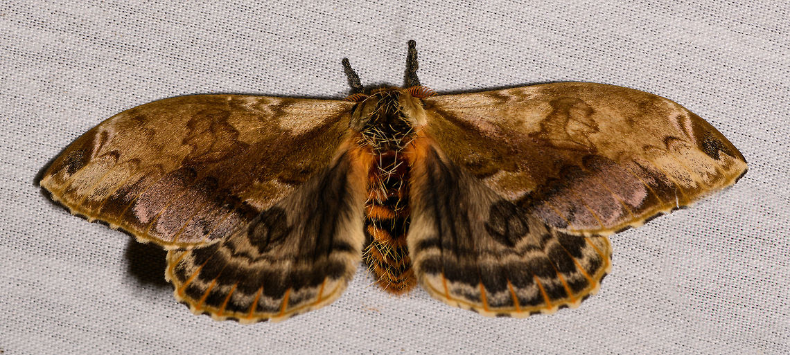 Molippa simillima, La Isla Escondida, Colombia Saturniid Moth. Colombia,Colombia 2018,Colombia South,Fall,Geotagged,La Isla Escondida,Molippa simillima,Putumayo,South America,World