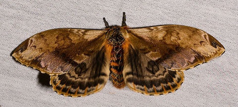 Molippa simillima, La Isla Escondida, Colombia Saturniid Moth. Colombia,Colombia 2018,Colombia South,Fall,Geotagged,La Isla Escondida,Molippa simillima,Putumayo,South America,World