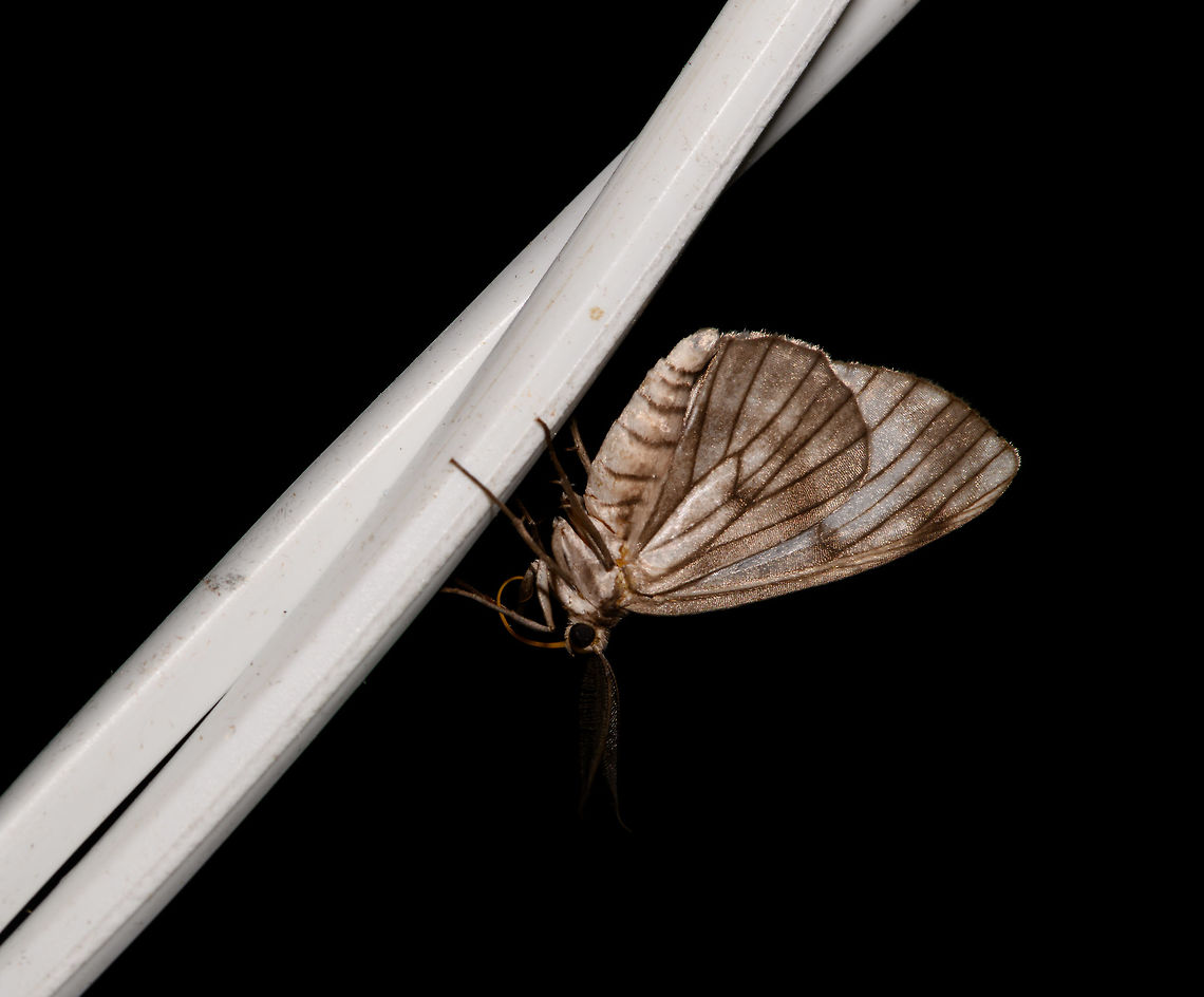 Dark-lined moth, La Isla Escondida, Colombia  Colombia,Colombia 2018,Colombia South,Fall,Geotagged,La Isla Escondida,Putumayo,South America,World