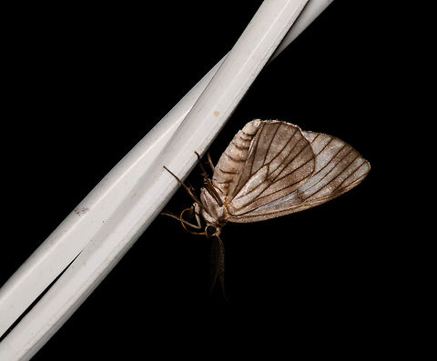 Dark-lined moth, La Isla Escondida, Colombia  Colombia,Colombia 2018,Colombia South,Fall,Geotagged,La Isla Escondida,Putumayo,South America,World