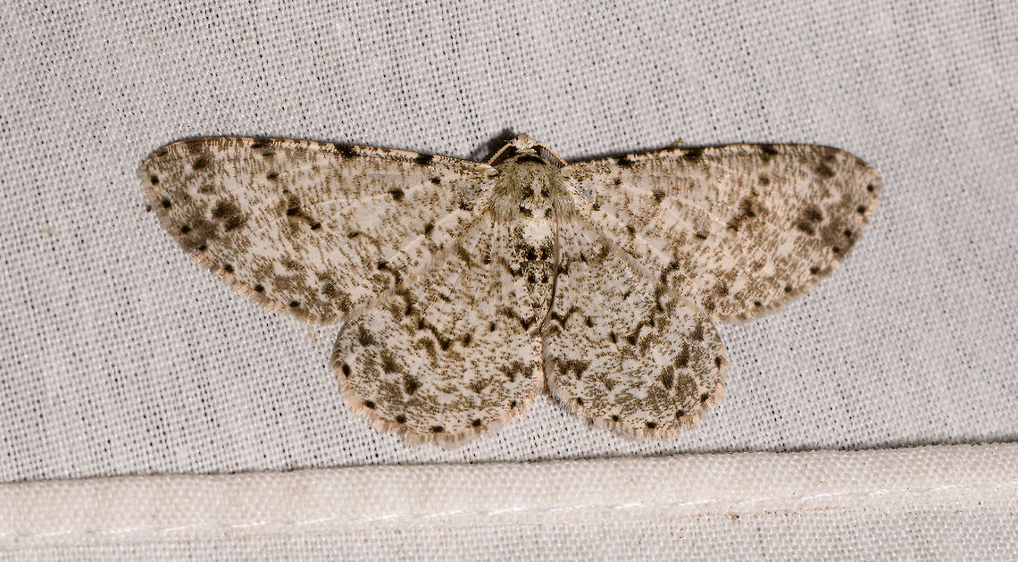 Glena unipennaria, La Isla Escondida, Colombia And finally, this concludes moth night 1 :) Colombia,Colombia 2018,Colombia South,Fall,Geotagged,Glena unipennaria,La Isla Escondida,Putumayo,South America,World