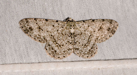 Glena unipennaria, La Isla Escondida, Colombia And finally, this concludes moth night 1 :) Colombia,Colombia 2018,Colombia South,Fall,Geotagged,Glena unipennaria,La Isla Escondida,Putumayo,South America,World