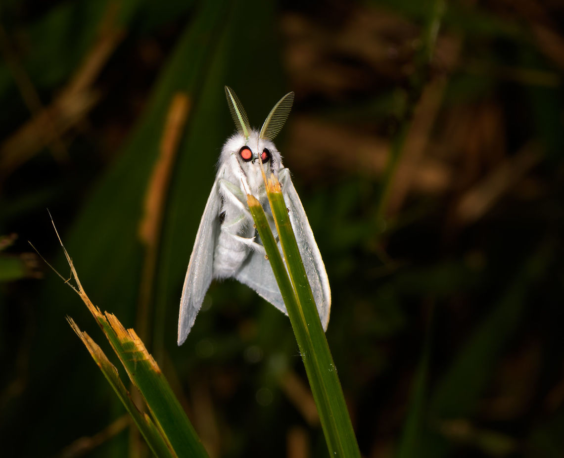 All-white moth, La Isla Escondida, Colombia Whoops, forgot this one, it&#039;s still part of moth night 1 in La Isla Escondida. It&#039;s a rotated shot, it was hanging on the leaf of grass. It&#039;s probably a moth that just emerged from its chrysalis. Colombia,Colombia 2018,Colombia South,Fall,Geotagged,La Isla Escondida,Putumayo,South America,World