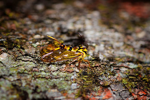Heteronotus vespiformis, La Isla Escondida, Colombia Opening day 3 in La Isla Escondida, and our 2nd full day in the reserve. We started early to make the climb to bird watching tower 2, which is 23m up. First thing there we inspected the tree itself to search for canopy life. One of the first observations was this wasp-mimicking treehopper. 

I couldn't really get a good angle on it as it was above me and walking away from me.  Colombia,Colombia 2018,Colombia South,Heteronotus vespiformis,La Isla Escondida,Putumayo,South America,World