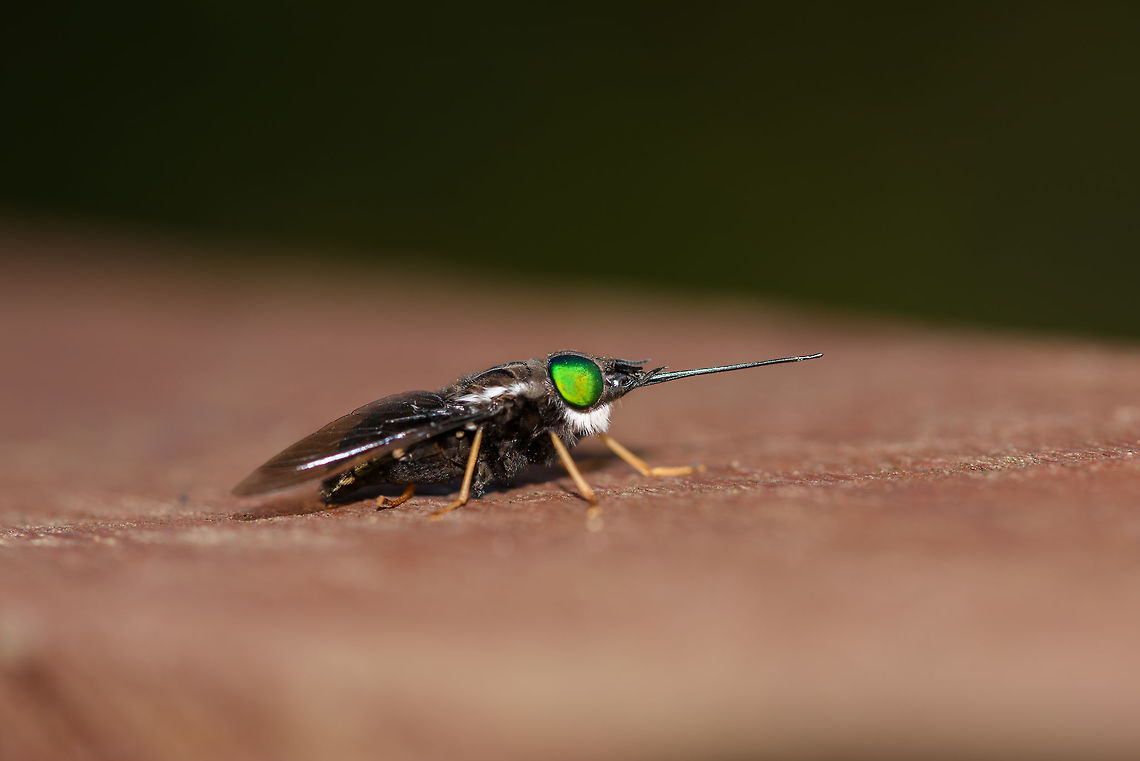 Large horsefly, La Isla Escondida, Colombia Found in the canopy on the wooden construction of the bird watching tower (tower 2) in La Isla Escondida. Pretty large individual, beautiful all-green eyes and a white beard.<br />
<figure class="photo"><a href="https://www.jungledragon.com/image/70854/large_horsefly_-_top_view_la_isla_escondida_colombia.html" title="Large horsefly - top view, La Isla Escondida, Colombia"><img src="https://s3.amazonaws.com/media.jungledragon.com/images/2/70854_thumb.jpg?AWSAccessKeyId=05GMT0V3GWVNE7GGM1R2&Expires=1759968010&Signature=xMJA525z6d5KL6wtX%2FI%2BX7PlT2c%3D" width="200" height="132" alt="Large horsefly - top view, La Isla Escondida, Colombia Found in the canopy on the wooden construction of the bird watching tower (tower 2) in La Isla Escondida. Pretty large individual, beautiful all-green eyes and a white beard.<br />
https://www.jungledragon.com/image/70853/large_horsefly_la_isla_escondida_colombia.html Colombia,Colombia 2018,Colombia South,La Isla Escondida,Putumayo,South America,World" /></a></figure> Colombia,Colombia 2018,Colombia South,La Isla Escondida,Putumayo,South America,World
