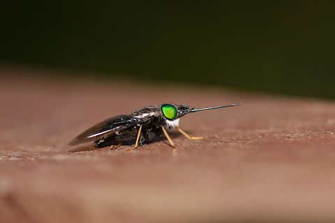 Large horsefly, La Isla Escondida, Colombia Found in the canopy on the wooden construction of the bird watching tower (tower 2) in La Isla Escondida. Pretty large individual, beautiful all-green eyes and a white beard.
https://www.jungledragon.com/image/70854/large_horsefly_-_top_view_la_isla_escondida_colombia.html Colombia,Colombia 2018,Colombia South,La Isla Escondida,Putumayo,South America,World