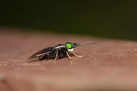 Large horsefly, La Isla Escondida, Colombia Found in the canopy on the wooden construction of the bird watching tower (tower 2) in La Isla Escondida. Pretty large individual, beautiful all-green eyes and a white beard.<br />
https://www.jungledragon.com/image/70854/large_horsefly_-_top_view_la_isla_escondida_colombia.html Colombia,Colombia 2018,Colombia South,La Isla Escondida,Putumayo,South America,World