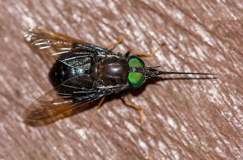 Large horsefly - top view, La Isla Escondida, Colombia Found in the canopy on the wooden construction of the bird watching tower (tower 2) in La Isla Escondida. Pretty large individual, beautiful all-green eyes and a white beard.
https://www.jungledragon.com/image/70853/large_horsefly_la_isla_escondida_colombia.html Colombia,Colombia 2018,Colombia South,La Isla Escondida,Putumayo,South America,World