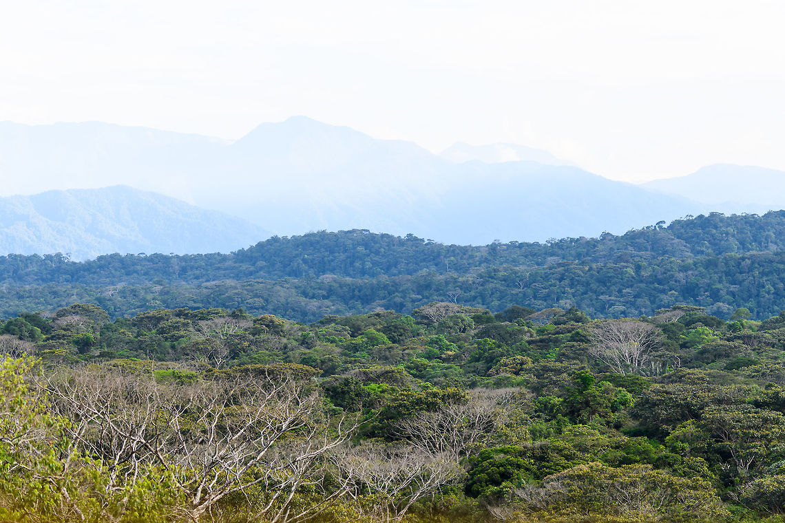 Canopy view from tower 2, La Isla Escondida, Colombia View from the 2nd bird watching treehouse of La Isla Escondida, which is 23m up. Tower 1 is 30m up yet has a more obstructed view, it is amidst other high trees. All of La Isla Escondida is 106 hectares big, at an elevation of 850m (Andes foothills). It's name means "Lost Island" as it is situated between two rivers: Rio Sucio en de Rio Guam&uacute;ez.<br />
<br />
Far in the background is a new national park in the making, I forgot the name and can't find it anymore. One of the guides with us, Brayan, is an expert in medicinal plants and has participated in several scientific expeditions to document these plants, and thereby giving authorities a reason to turn the area in a national park.<br />
<br />
A much shorter description of La Isla Escondida: the most awesome wild place we've ever visited. Colombia,Colombia 2018,Colombia South,Fall,Geotagged,La Isla Escondida,Putumayo,South America,World