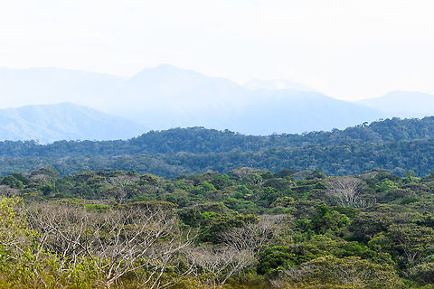 Canopy view from tower 2, La Isla Escondida, Colombia View from the 2nd bird watching treehouse of La Isla Escondida, which is 23m up. Tower 1 is 30m up yet has a more obstructed view, it is amidst other high trees. All of La Isla Escondida is 106 hectares big, at an elevation of 850m (Andes foothills). It's name means "Lost Island" as it is situated between two rivers: Rio Sucio en de Rio Guam&uacute;ez.

Far in the background is a new national park in the making, I forgot the name and can't find it anymore. One of the guides with us, Brayan, is an expert in medicinal plants and has participated in several scientific expeditions to document these plants, and thereby giving authorities a reason to turn the area in a national park.

A much shorter description of La Isla Escondida: the most awesome wild place we've ever visited. Colombia,Colombia 2018,Colombia South,Fall,Geotagged,La Isla Escondida,Putumayo,South America,World