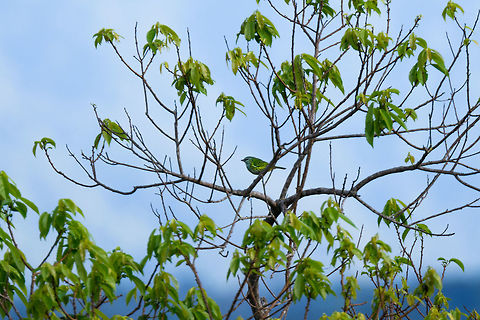 Spotted Tanager, La Isla Escondida, Colombia Remote view of a Spotted Tanager as taken from bird tower 2 in La Isla Escondida, Colombia. This bird has only been reported in Colombia a few years ago, so information about distribution is sparse. Not to be confused with the Dotted tanager or Speckled tanager. Colombia,Colombia 2018,Colombia South,Ixothraupis punctata,La Isla Escondida,Putumayo,South America,Spotted tanager,Tangara punctata,World