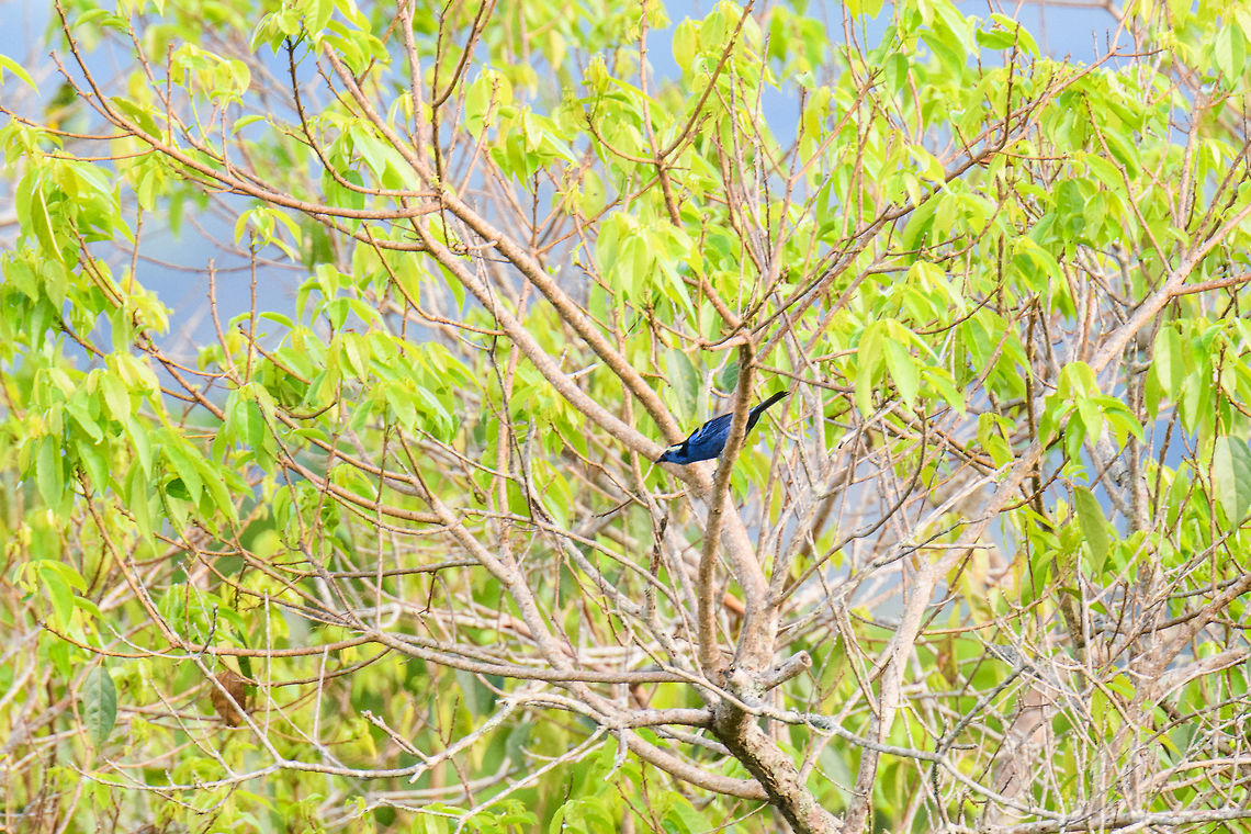 Opal-crowned Tanager, La Isla Escondida, Colombia Remote view of an Opal-crowned Tanager. In Colombia, only found in the south to south east. Not to be confused with the Opal-rumped tanager who shares range and is often even found in the same mixed flock.<br />
<figure class="photo"><a href="https://www.jungledragon.com/image/70868/opal-crowned_tanager_-_ii_la_isla_escondida_colombia.html" title="Opal-crowned Tanager - II, La Isla Escondida, Colombia"><img src="https://s3.amazonaws.com/media.jungledragon.com/images/2/70868_thumb.jpg?AWSAccessKeyId=05GMT0V3GWVNE7GGM1R2&Expires=1759968010&Signature=ED9wIuuelTZLCsy61HL46JXNlCc%3D" width="102" height="152" alt="Opal-crowned Tanager - II, La Isla Escondida, Colombia Remote view of an Opal-crowned Tanager. In Colombia, only found in the south to south east. Not to be confused with the Opal-rumped tanager who shares range and is often even found in the same mixed flock.<br />
https://www.jungledragon.com/image/70866/opal-crowned_tanager_la_isla_escondida_colombia.html Colombia,Colombia 2018,Colombia South,Fall,Geotagged,La Isla Escondida,Opal-crowned tanager,Putumayo,South America,Tangara callophrys,World" /></a></figure> Colombia,Colombia 2018,Colombia South,Fall,Geotagged,La Isla Escondida,Opal-crowned tanager,Putumayo,South America,Tangara callophrys,World