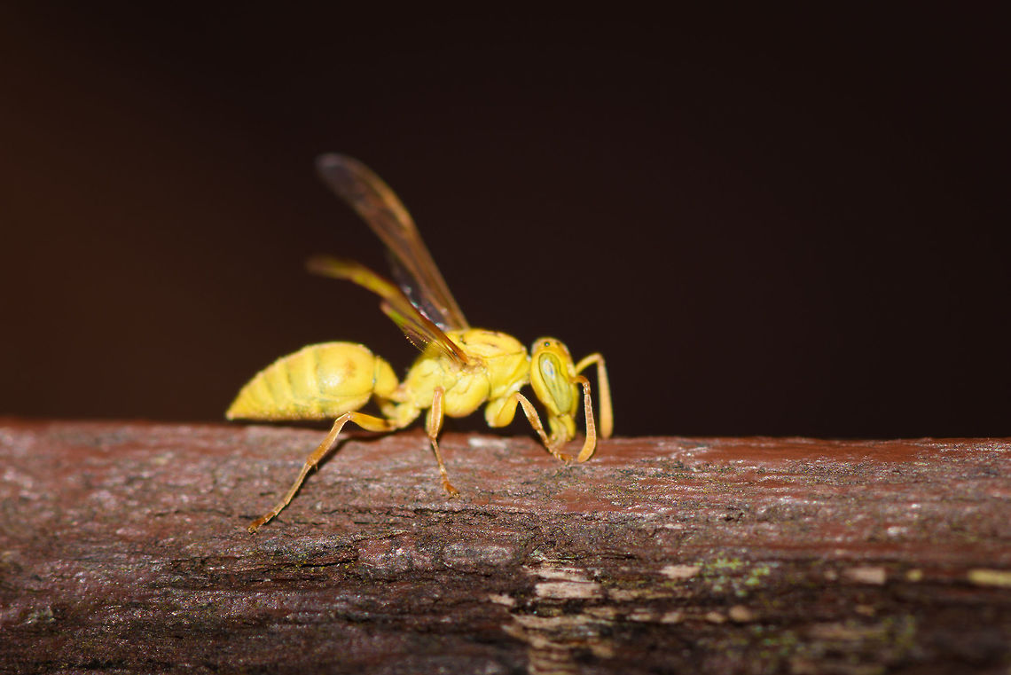 Large Yellow Wasp, La Isla Escondida, Colombia Found on bird watching tower 2 (23m up) at La Isla Escondida, Colombia. Colombia,Colombia 2018,Colombia South,La Isla Escondida,Putumayo,South America,World