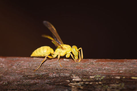 Large Yellow Wasp, La Isla Escondida, Colombia Found on bird watching tower 2 (23m up) at La Isla Escondida, Colombia. Colombia,Colombia 2018,Colombia South,La Isla Escondida,Putumayo,South America,World