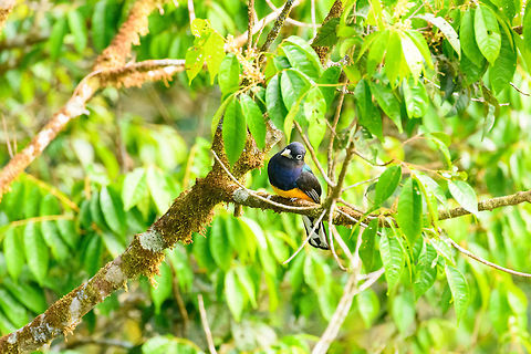 Green-backed Trogon, La Isla Escondida, Colombia One of the most common Trogon species in Colombia, found at all heights. This angle shows most characteristics of the male: the chest and crown is blue, the mantle green-ish, the tail is white with black bases. The female is grey-chested and capped, and has a barred tail. Colombia,Colombia 2018,Colombia South,Fall,Geotagged,Green-backed Trogon,La Isla Escondida,Putumayo,South America,Trogon viridis,World
