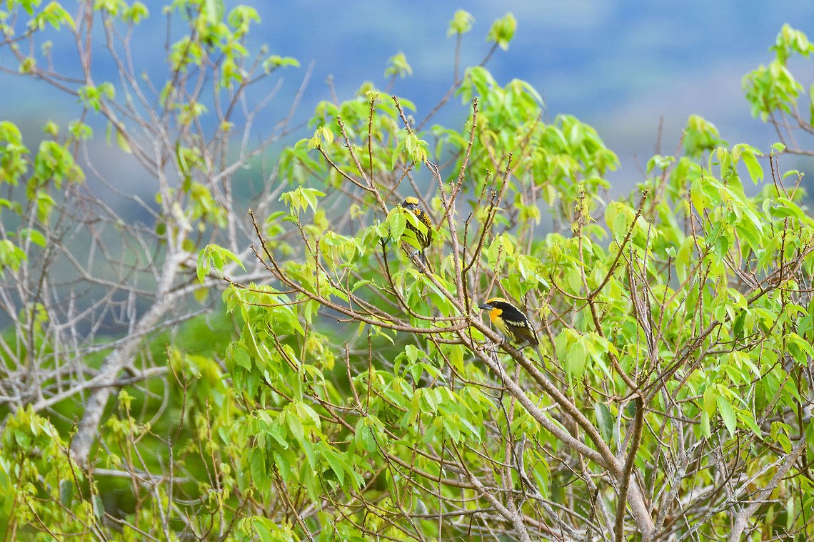 Gilded Barbet - couple, La Isla Escondida, Colombia The male is on the right, whilst the female is partly obscured to the left.  Capito auratus,Colombia,Colombia 2018,Colombia South,Fall,Geotagged,La Isla Escondida,Putumayo,South America,World,gilded barbet
