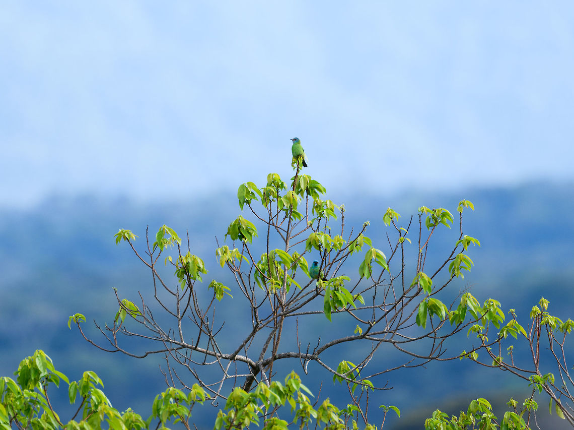 Blue Dacnis couple - La Isla Escondida, Colombia The female (top) and male (bottom) in one shot. I can&#039;t explain why the male has a green chest, could be a juvenile or breeding plumage, not sure. Blue dacnis,Colombia,Colombia 2018,Colombia South,Dacnis cayana,Fall,Geotagged,La Isla Escondida,Putumayo,South America,World