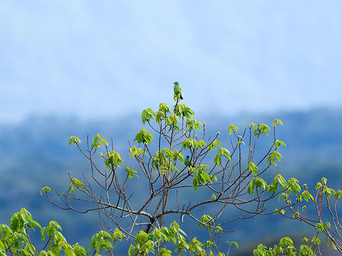 Blue Dacnis couple - La Isla Escondida, Colombia The female (top) and male (bottom) in one shot. I can't explain why the male has a green chest, could be a juvenile or breeding plumage, not sure. Blue dacnis,Colombia,Colombia 2018,Colombia South,Dacnis cayana,Fall,Geotagged,La Isla Escondida,Putumayo,South America,World