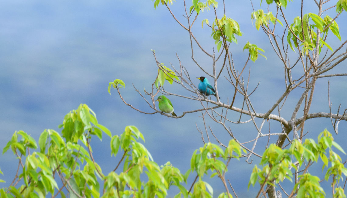 Green Honeycreeper - couple, La Isla Escondida, Colombia Sorry for the poor quality, this is a deep crop. The female is on the left, the male on the right. Chlorophanes spiza,Colombia,Colombia 2018,Colombia South,Fall,Geotagged,Green Honeycreeper,La Isla Escondida,Putumayo,South America,World
