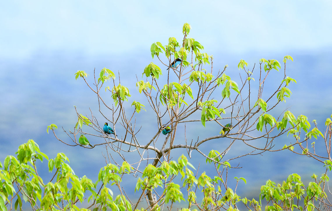 Tree of Songs, La Isla Escondida, Colombia A few colorful species of songbird found in a single tree. On the left is couple of Green Honeycreepers (female, male), at the top is a White-bellied Dancis (male), in the center a Paradise tanager, to the right the female of the Blue Dacnis. Colombia,Colombia 2018,Colombia South,Fall,Geotagged,La Isla Escondida,Putumayo,South America,World