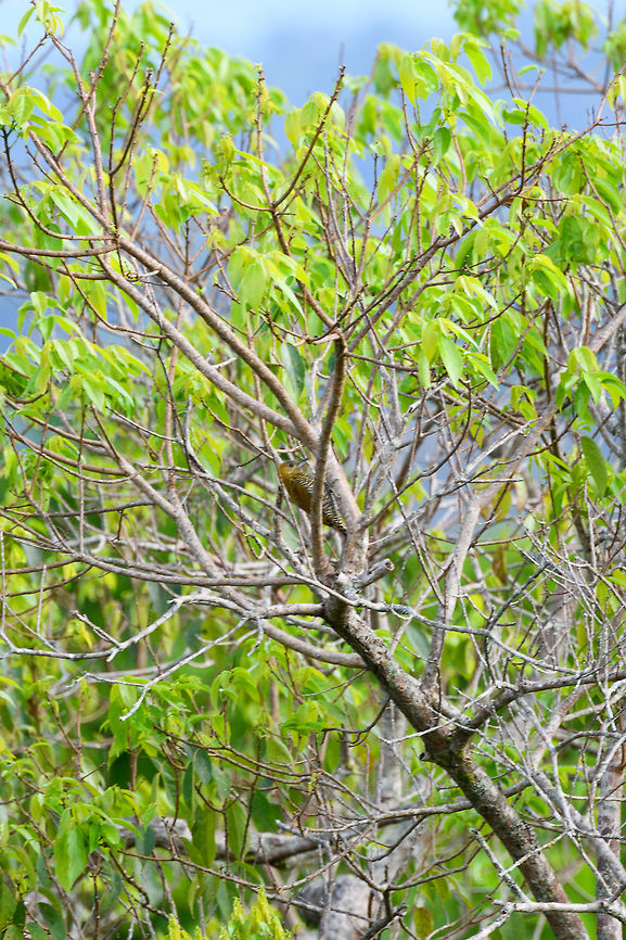 Red-stained woodpecker, La Isla Escondida, Colombia The female. Sorry for the poor shot, it&#039;s the only one I got. Colombia,Colombia 2018,Colombia South,Fall,Geotagged,La Isla Escondida,Putumayo,Red-stained woodpecker,South America,Veniliornis affinis,World