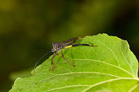 Leaf-footed bug on leaf, La Isla Escondida, Colombia https://www.jungledragon.com/image/70886/leaf-footed_bug_on_leaf_-_closeup_la_isla_escondida_colombia.html<br />
https://www.jungledragon.com/image/70887/leaf-footed_bug_on_leaf_-_top_view_la_isla_escondida_colombia.html Colombia,Colombia 2018,Colombia South,Fall,Geotagged,La Isla Escondida,Putumayo,South America,World