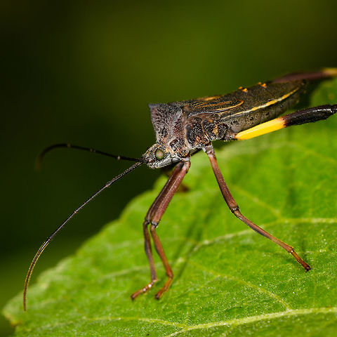 Leaf-footed bug on leaf - closeup, La Isla Escondida, Colombia https://www.jungledragon.com/image/70885/leaf-footed_bug_on_leaf_la_isla_escondida_colombia.html
https://www.jungledragon.com/image/70887/leaf-footed_bug_on_leaf_-_top_view_la_isla_escondida_colombia.html Colombia,Colombia 2018,Colombia South,Fall,Geotagged,La Isla Escondida,Putumayo,South America,World