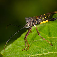 Leaf-footed bug on leaf - closeup, La Isla Escondida, Colombia https://www.jungledragon.com/image/70885/leaf-footed_bug_on_leaf_la_isla_escondida_colombia.html<br />
https://www.jungledragon.com/image/70887/leaf-footed_bug_on_leaf_-_top_view_la_isla_escondida_colombia.html Colombia,Colombia 2018,Colombia South,Fall,Geotagged,La Isla Escondida,Putumayo,South America,World