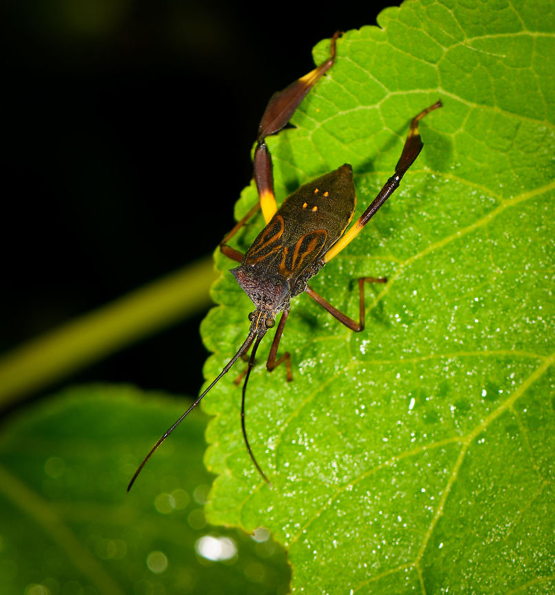 Leaf-footed bug on leaf - top view, La Isla Escondida, Colombia <figure class="photo"><a href="https://www.jungledragon.com/image/70885/leaf-footed_bug_on_leaf_la_isla_escondida_colombia.html" title="Leaf-footed bug on leaf, La Isla Escondida, Colombia"><img src="https://s3.amazonaws.com/media.jungledragon.com/images/2/70885_thumb.jpg?AWSAccessKeyId=05GMT0V3GWVNE7GGM1R2&Expires=1770854410&Signature=MERPAnVsSKxLcavfvT7FDs%2F2Tgg%3D" width="200" height="134" alt="Leaf-footed bug on leaf, La Isla Escondida, Colombia https://www.jungledragon.com/image/70886/leaf-footed_bug_on_leaf_-_closeup_la_isla_escondida_colombia.html<br />
https://www.jungledragon.com/image/70887/leaf-footed_bug_on_leaf_-_top_view_la_isla_escondida_colombia.html Colombia,Colombia 2018,Colombia South,Fall,Geotagged,La Isla Escondida,Putumayo,South America,World" /></a></figure><br />
<figure class="photo"><a href="https://www.jungledragon.com/image/70886/leaf-footed_bug_on_leaf_-_closeup_la_isla_escondida_colombia.html" title="Leaf-footed bug on leaf - closeup, La Isla Escondida, Colombia"><img src="https://s3.amazonaws.com/media.jungledragon.com/images/2/70886_thumb.jpg?AWSAccessKeyId=05GMT0V3GWVNE7GGM1R2&Expires=1770854410&Signature=fq8zE%2FGk7BPG2rnebanlFzaIcMQ%3D" width="200" height="200" alt="Leaf-footed bug on leaf - closeup, La Isla Escondida, Colombia https://www.jungledragon.com/image/70885/leaf-footed_bug_on_leaf_la_isla_escondida_colombia.html<br />
https://www.jungledragon.com/image/70887/leaf-footed_bug_on_leaf_-_top_view_la_isla_escondida_colombia.html Colombia,Colombia 2018,Colombia South,Fall,Geotagged,La Isla Escondida,Putumayo,South America,World" /></a></figure><br />
 Colombia,Colombia 2018,Colombia South,Fall,Geotagged,La Isla Escondida,Putumayo,South America,World