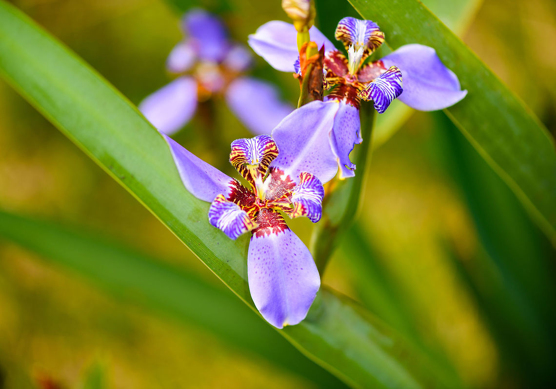 Neomarica caerulea, La Isla Escondida, Colombia  Colombia,Colombia 2018,Colombia South,Fall,Geotagged,La Isla Escondida,Neomarica caerulea,Putumayo,South America,World