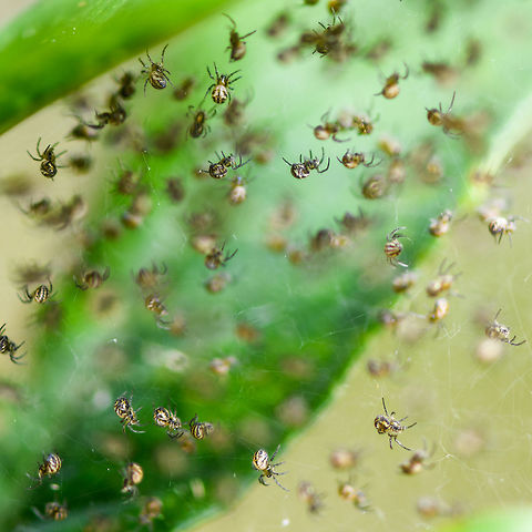 Spiderlings - closeup, La Isla Escondida, Colombia Found on the underside of a leaf.
https://www.jungledragon.com/image/70891/spiderlings_la_isla_escondida_colombia.html Colombia,Colombia 2018,Colombia South,La Isla Escondida,Putumayo,South America,World