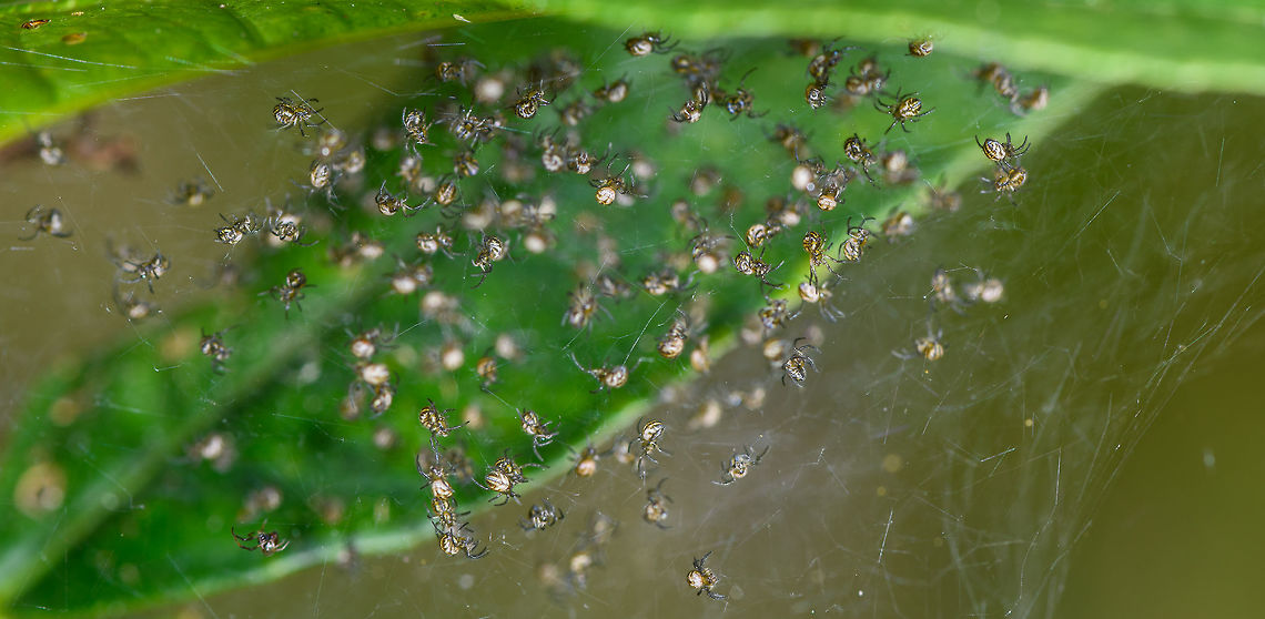 Spiderlings, La Isla Escondida, Colombia Found on the underside of a leaf.<br />
<figure class="photo"><a href="https://www.jungledragon.com/image/70890/spiderlings_-_closeup_la_isla_escondida_colombia.html" title="Spiderlings - closeup, La Isla Escondida, Colombia"><img src="https://s3.amazonaws.com/media.jungledragon.com/images/2/70890_thumb.jpg?AWSAccessKeyId=05GMT0V3GWVNE7GGM1R2&Expires=1769040010&Signature=Zk5k%2BGoAv0TpHW%2BCvNW%2BK7BwCvo%3D" width="200" height="200" alt="Spiderlings - closeup, La Isla Escondida, Colombia Found on the underside of a leaf.<br />
https://www.jungledragon.com/image/70891/spiderlings_la_isla_escondida_colombia.html Colombia,Colombia 2018,Colombia South,La Isla Escondida,Putumayo,South America,World" /></a></figure> Colombia,Colombia 2018,Colombia South,Fall,Geotagged,La Isla Escondida,Putumayo,South America,World