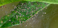 Spiderlings, La Isla Escondida, Colombia Found on the underside of a leaf.<br />
https://www.jungledragon.com/image/70890/spiderlings_-_closeup_la_isla_escondida_colombia.html Colombia,Colombia 2018,Colombia South,Fall,Geotagged,La Isla Escondida,Putumayo,South America,World