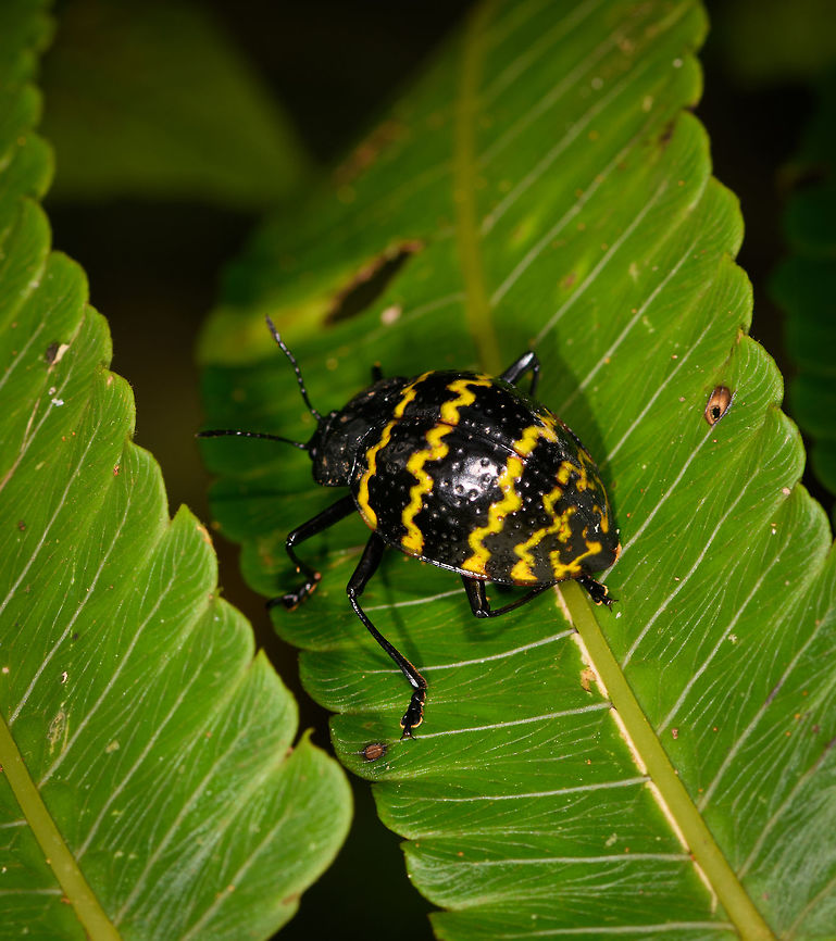 Pleasing Fungus Beetle, La Isla Escondida, Colombia A few close looking species in the genus Erotylus, but none exactly matching the all-yellow thin zigzag patterns as seen here. Iphiclus quinquefasciatus also comes close, but doesn&#039;t look like an exact match. Colombia,Colombia 2018,Colombia South,La Isla Escondida,Putumayo,South America,World