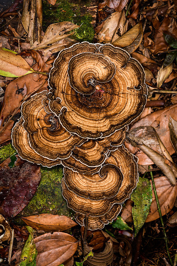 Large bracket fungi, La Isla Escondida, Colombia Cluster of very large bracket fungi growing on the forest floor.  Colombia,Colombia 2018,Colombia South,La Isla Escondida,Putumayo,South America,World