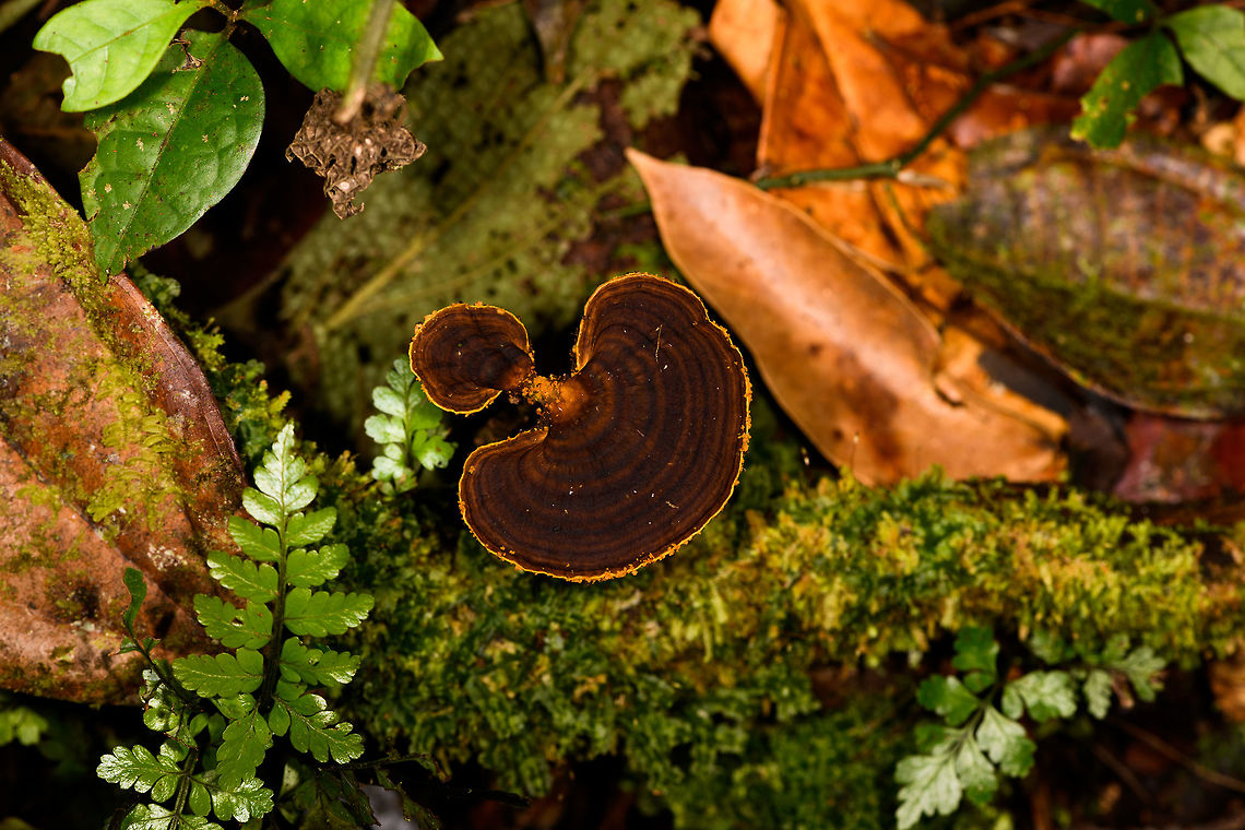 Brown fungus with yellow edge, La Isla Escondida, Colombia Sorry, should have taken a photo from multiple angles, but didn&#039;t. Colombia,Colombia 2018,Colombia South,La Isla Escondida,Putumayo,South America,World
