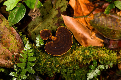 Brown fungus with yellow edge, La Isla Escondida, Colombia Sorry, should have taken a photo from multiple angles, but didn't. Colombia,Colombia 2018,Colombia South,La Isla Escondida,Putumayo,South America,World