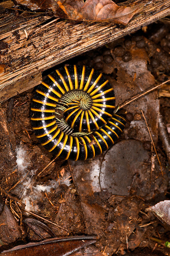 Thich black and yellow banded millipede, La Isla Escondida, Colombia Numerous at La Isla Escondida, we'd see at least a few dozen each day.<br />
<figure class="photo"><a href="https://www.jungledragon.com/image/70897/thich_black_and_yellow_banded_millipede_-_closeup_la_isla_escondida_colombia.html" title="Thich black and yellow banded millipede - closeup, La Isla Escondida, Colombia"><img src="https://s3.amazonaws.com/media.jungledragon.com/images/2/70897_thumb.jpg?AWSAccessKeyId=05GMT0V3GWVNE7GGM1R2&Expires=1770854410&Signature=E95bdV8dIdSHDofc2Y1pOtGq25Q%3D" width="200" height="200" alt="Thich black and yellow banded millipede - closeup, La Isla Escondida, Colombia https://www.jungledragon.com/image/70896/thich_black_and_yellow_banded_millipede_la_isla_escondida_colombia.html Colombia,Colombia 2018,Colombia South,Fall,Geotagged,La Isla Escondida,Putumayo,South America,World" /></a></figure> Colombia,Colombia 2018,Colombia South,La Isla Escondida,Putumayo,South America,World