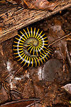 Thich black and yellow banded millipede, La Isla Escondida, Colombia Numerous at La Isla Escondida, we'd see at least a few dozen each day.<br />
https://www.jungledragon.com/image/70897/thich_black_and_yellow_banded_millipede_-_closeup_la_isla_escondida_colombia.html Colombia,Colombia 2018,Colombia South,La Isla Escondida,Putumayo,South America,World